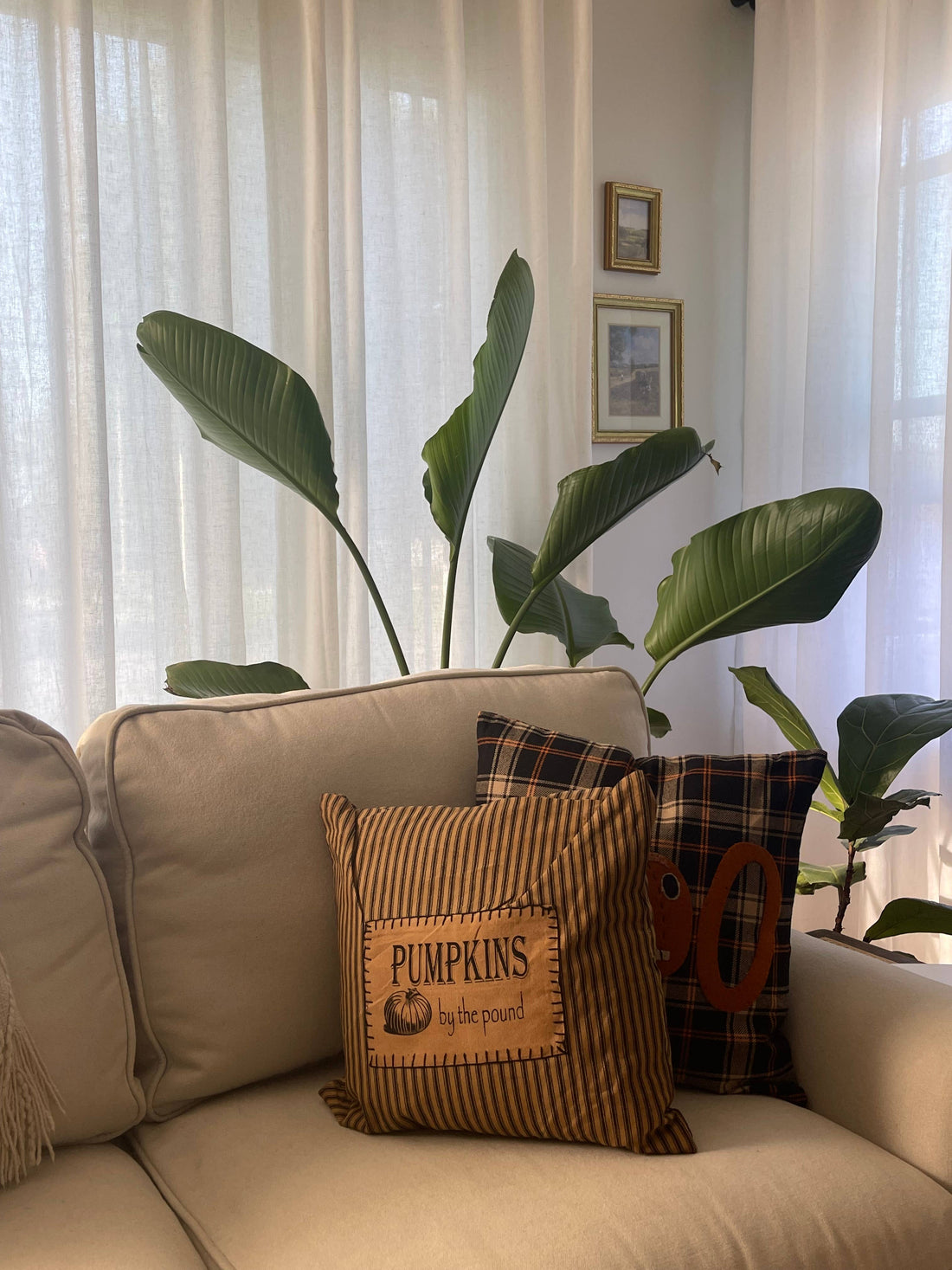 Pumpkins By The Pound Pillow Tea Dyed-Black - Home Collections by Raghu